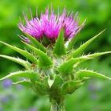 Milk Thistle Extra